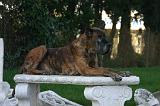 DOGUE ALLEMAND 898
